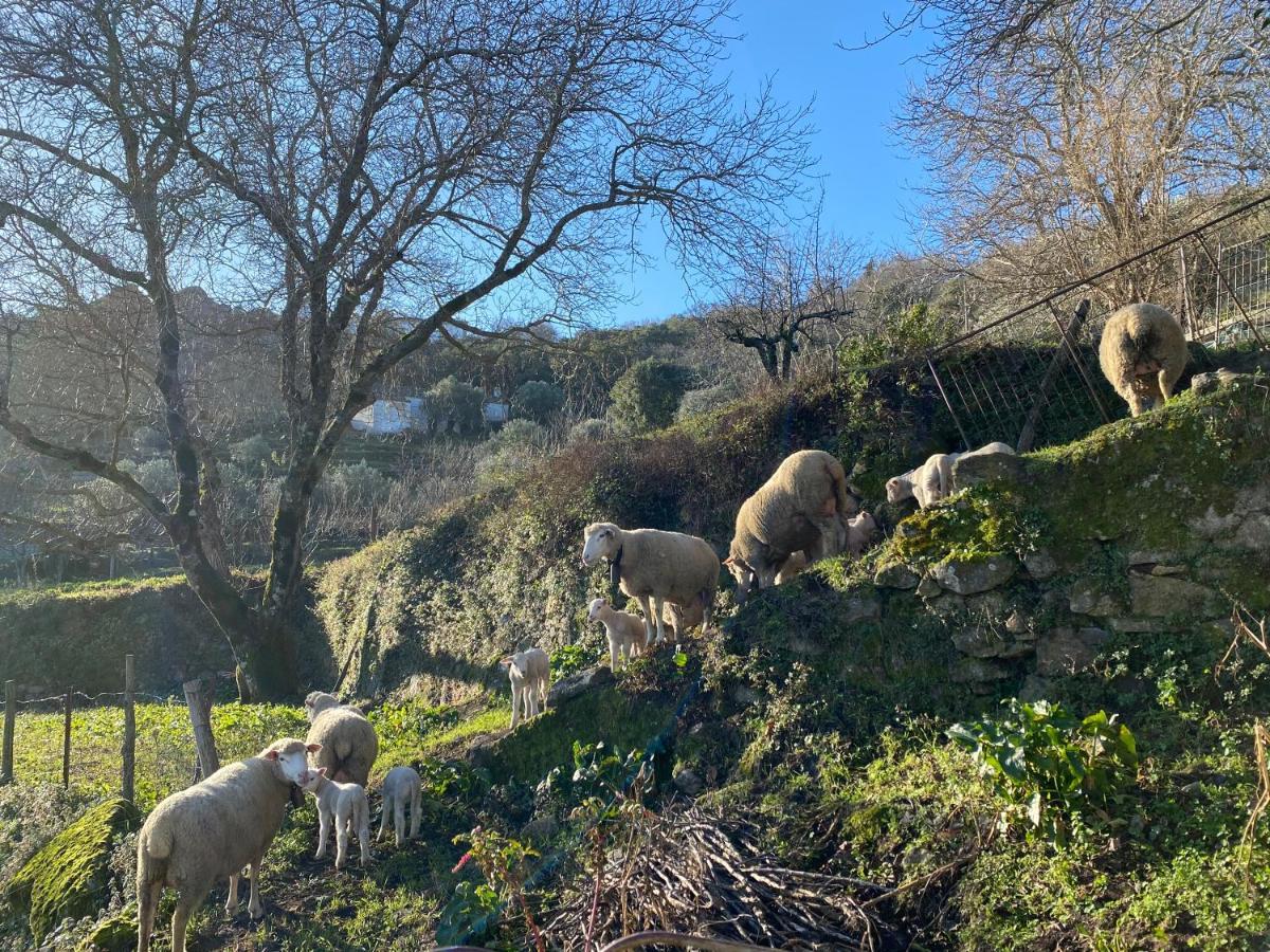 Marvão 阿连特茹阳台旅馆酒店 外观 照片